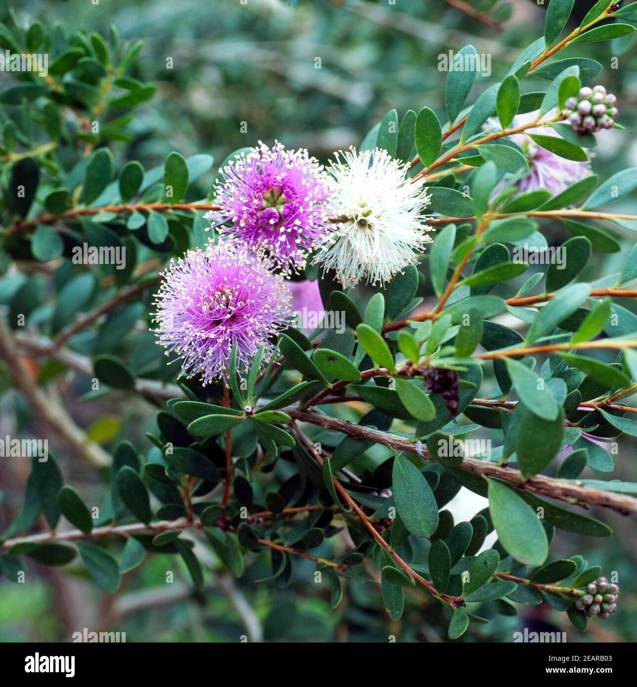 Myrtenheide, Melaleuca nesophila Banque D'Images