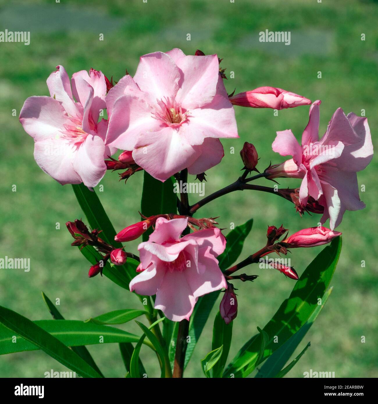 Oléander Nerium Oleander Giftpflanze Wildpflanzen Banque D'Images