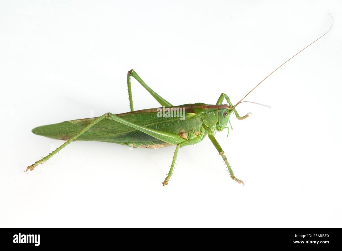 Grosses, Heupferd Tettigonia Viridissima, Banque D'Images