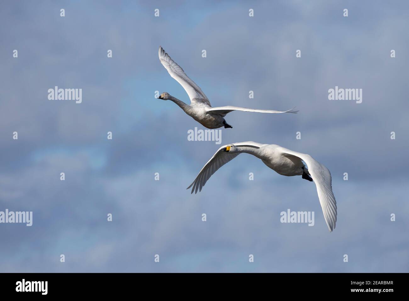 Whooper swans(Cygnus cygnus), Welney WWT, Norfolk, Royaume-Uni Banque D'Images