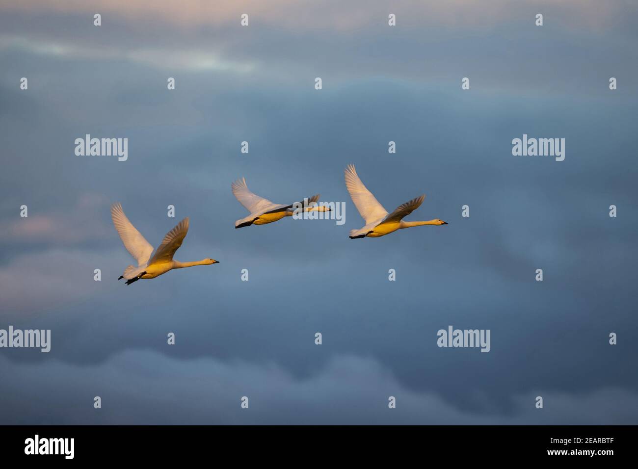 Whooper Swans (Cygnus cygnus) en vol, Caerlaverock WWT, Dumfries & Galloway, Écosse, Royaume-Uni Banque D'Images