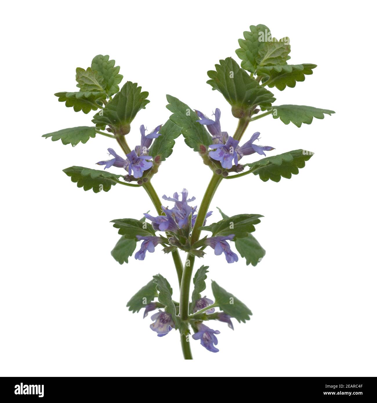 Glechoma hederacea, Gundelrebe ; ; essbar Banque D'Images