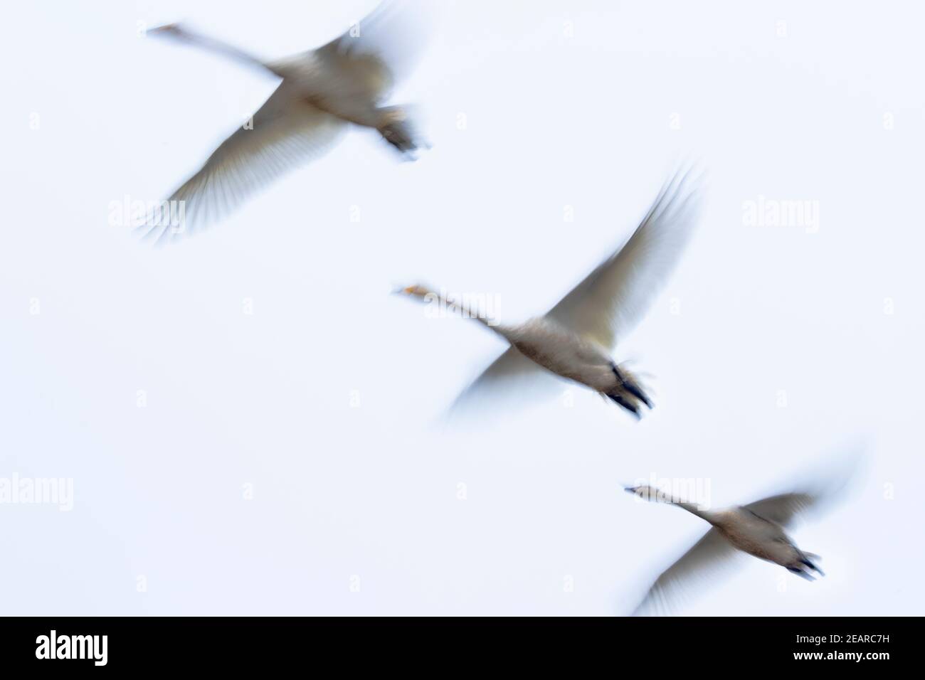 Whooper Swans (Cygnus cygnus) en vol, Caerlaverock WWT, Dumfries & Galloway, Écosse, Royaume-Uni Banque D'Images