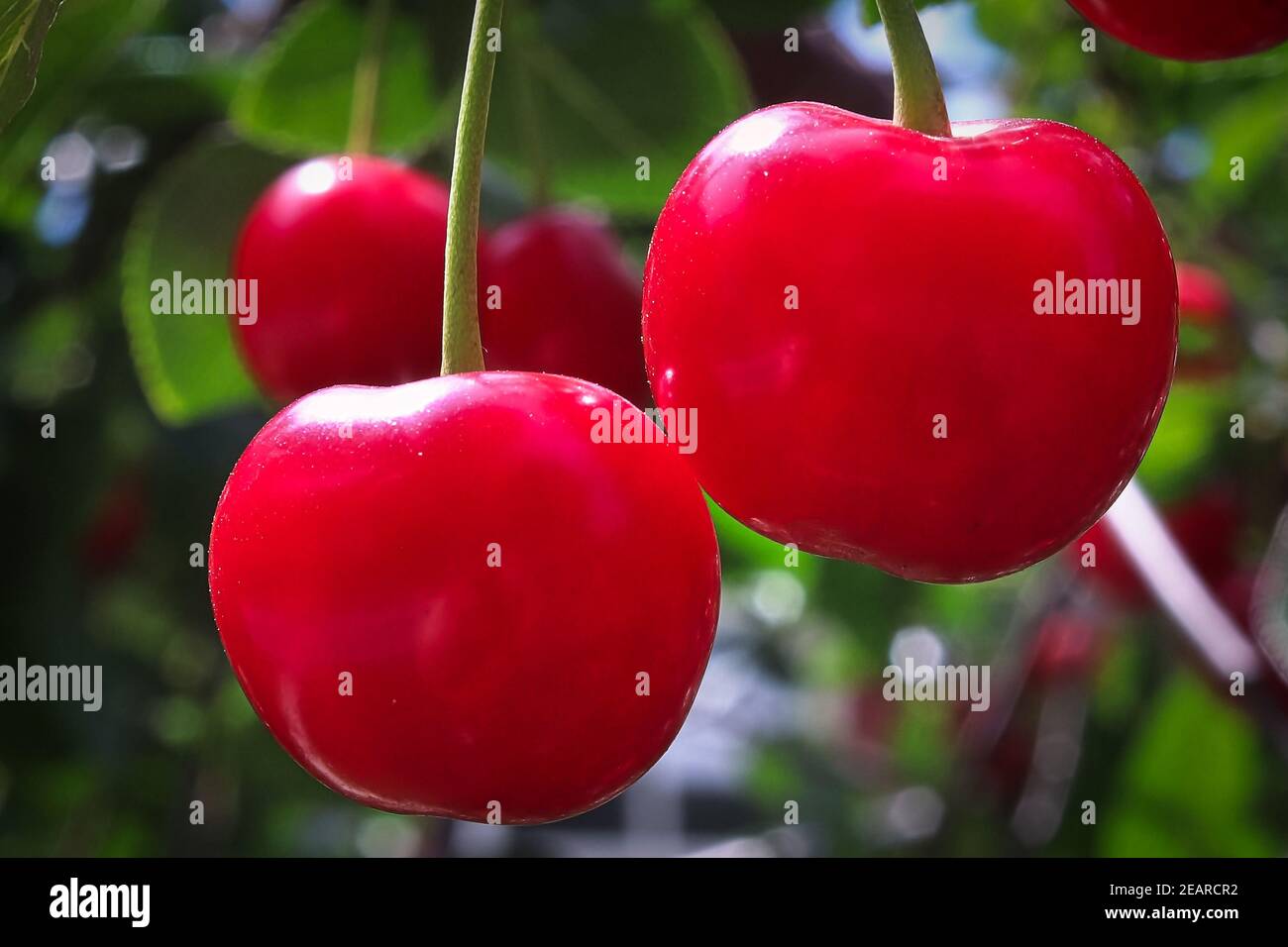 Macro de deux cerises rouges rustiques sur une branche Banque D'Images