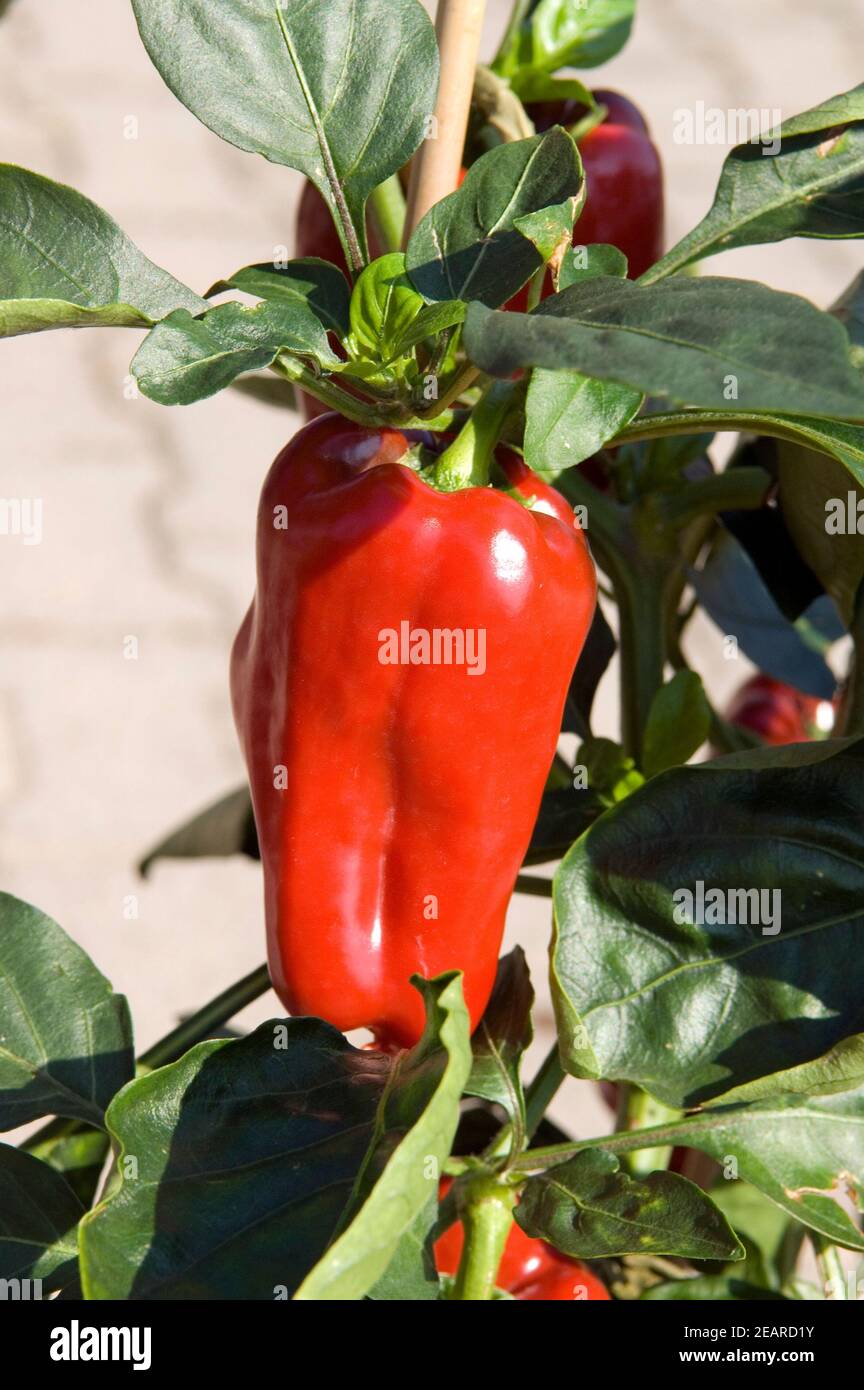 Paprika Capsicum annuum, Rote Banque D'Images