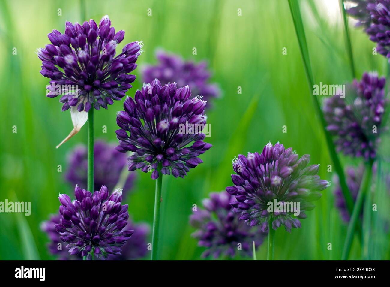 Têtes d'oignons sauvages violets fleuris sur l'herbe verte sélective mise au point Banque D'Images