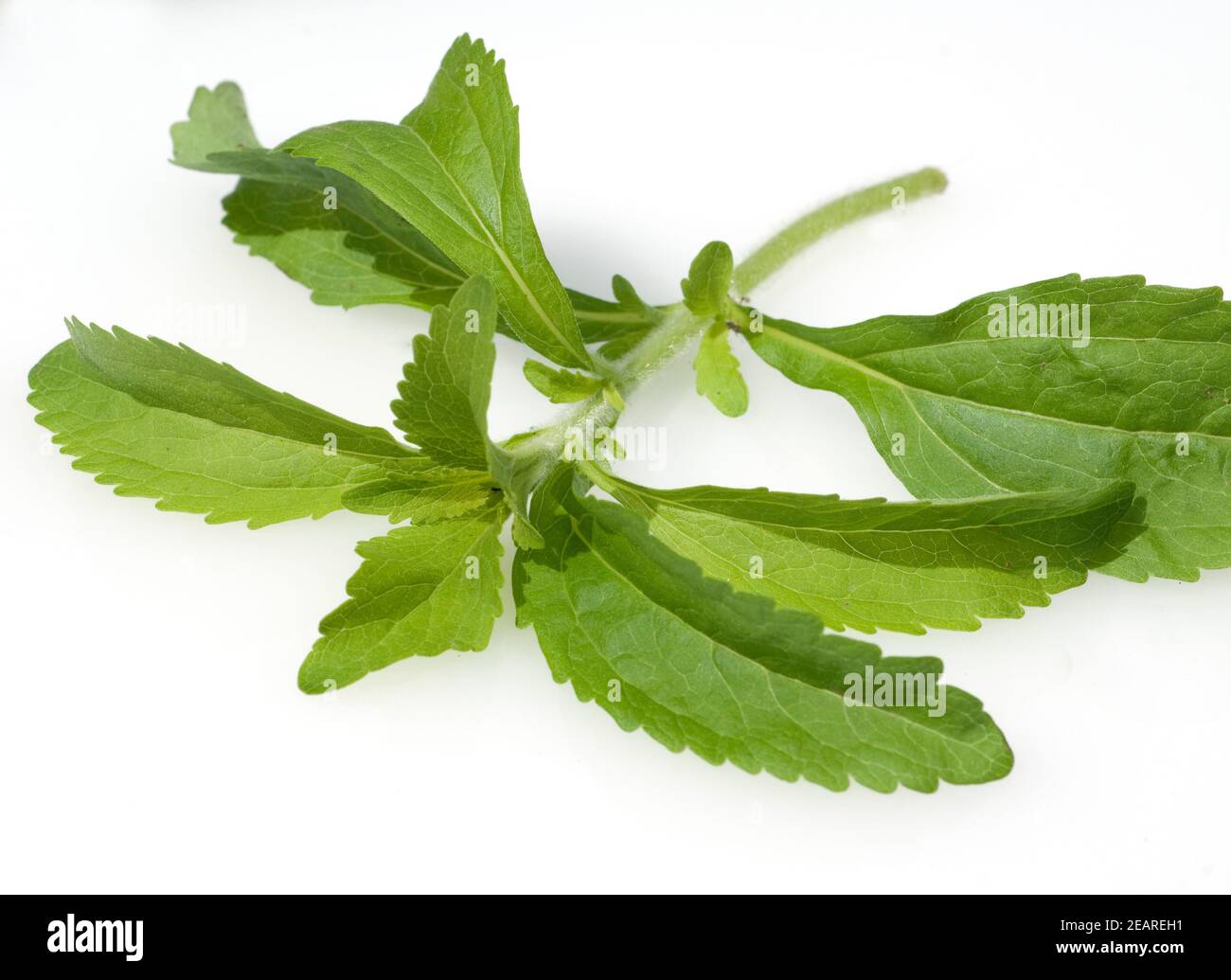 Stevia, Stevia rebaudiana Banque D'Images