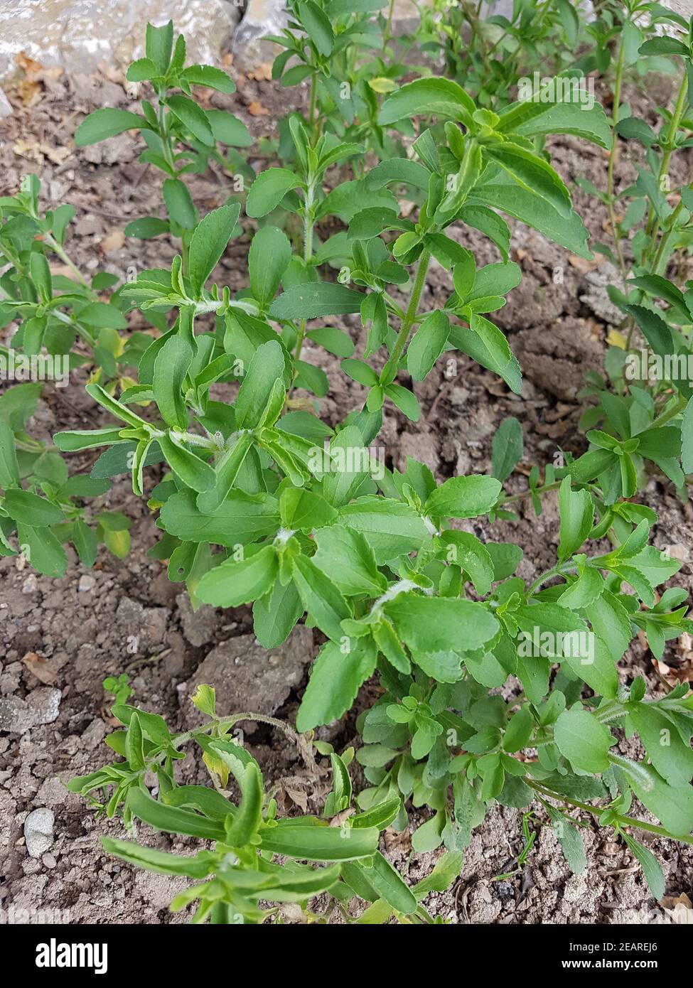 Stevia rebaudiana Suesskraut Suessblatt Honigkraut Banque D'Images