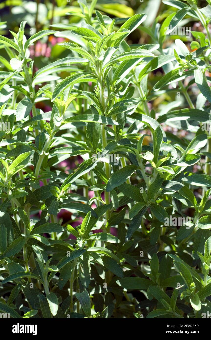 Stevia Stevia rebaudiana Suesskraut Banque D'Images