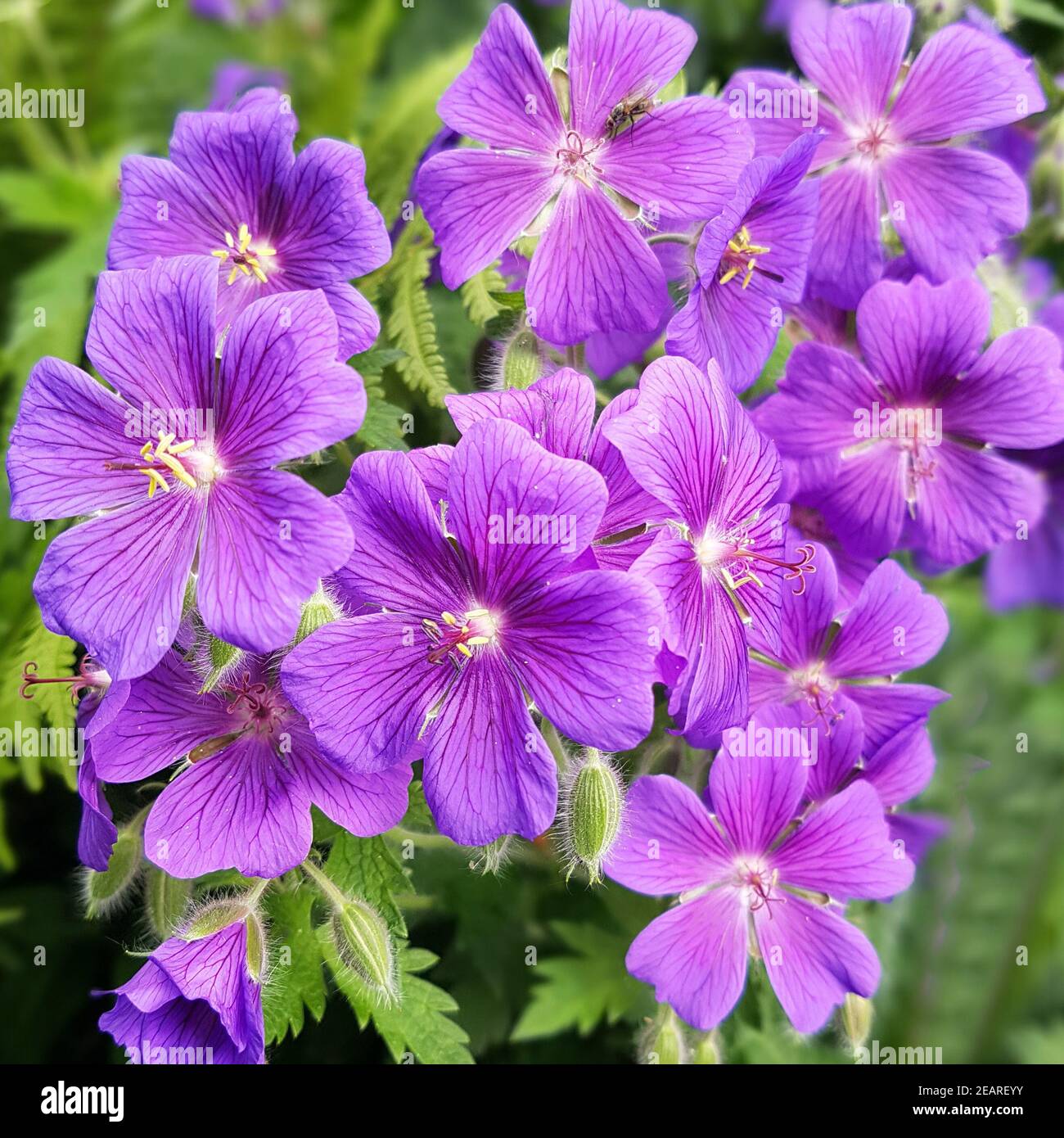 Cranesbill fleur d'été violet Banque D'Images