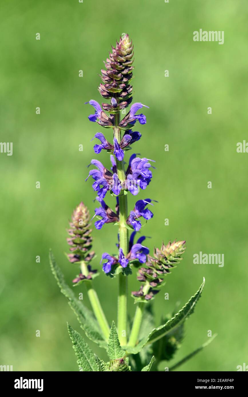 Salvia, nemorosa, Blauhuegel Banque D'Images