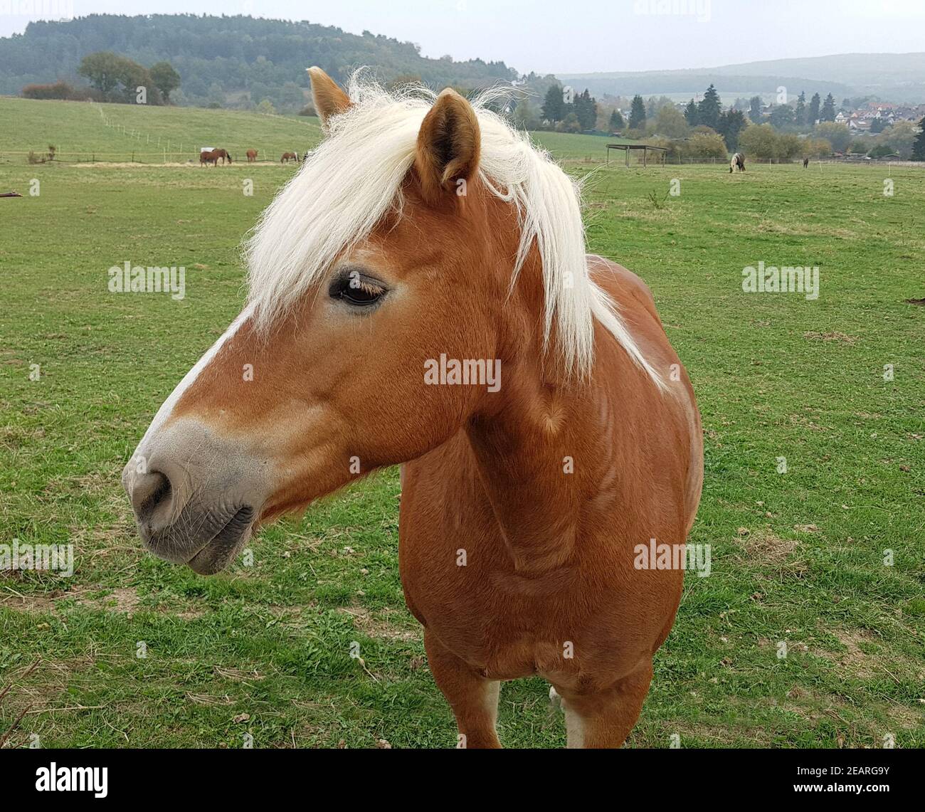 Pferdekopf, Pferd, Equus Banque D'Images