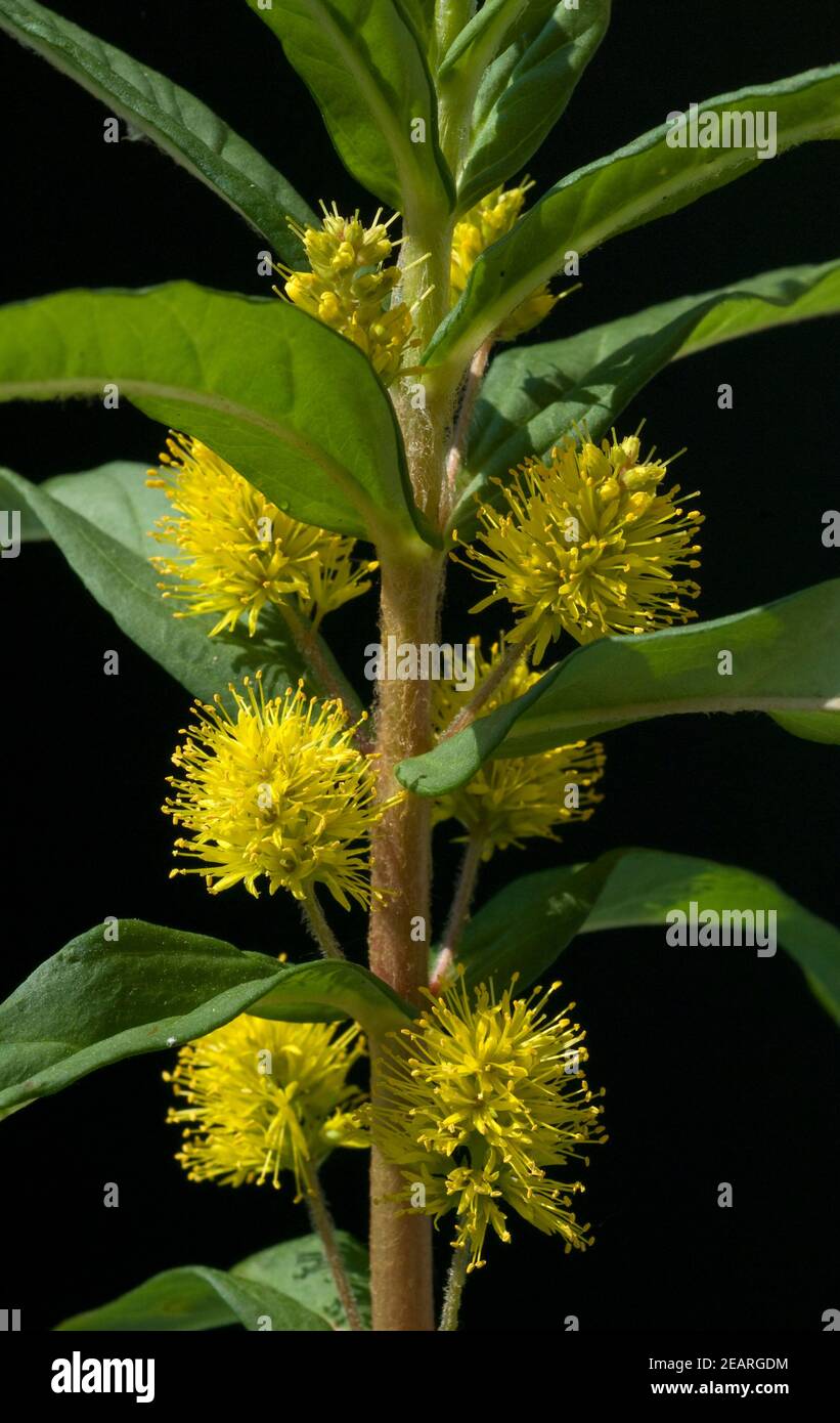 Straussbluetiger Gilbweiderich, Lysimachia thyrsiflora Banque D'Images