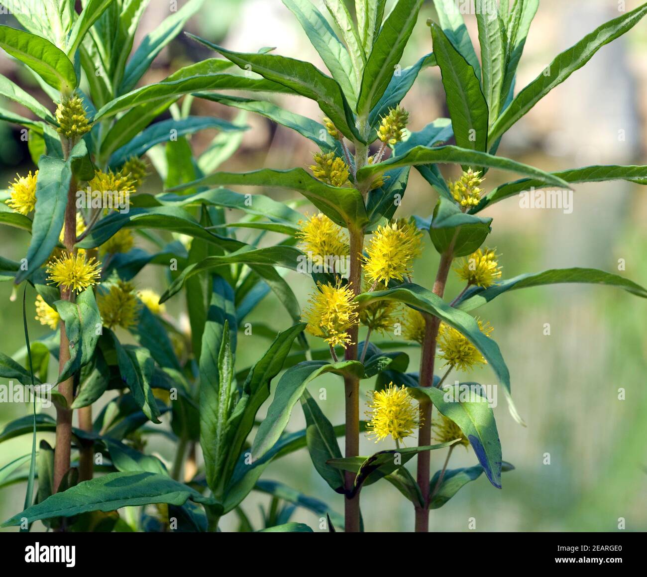 Straussbluetiger Gilbweiderich, Lysimachia thyrsiflora Banque D'Images