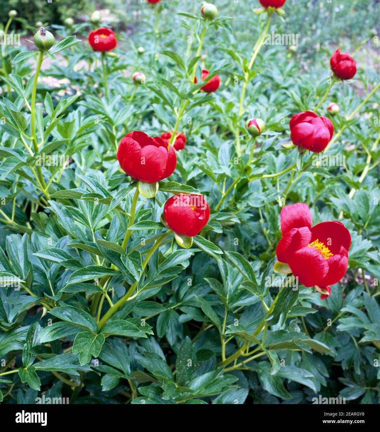 Pfingstrose, Paeonia peregrina Banque D'Images