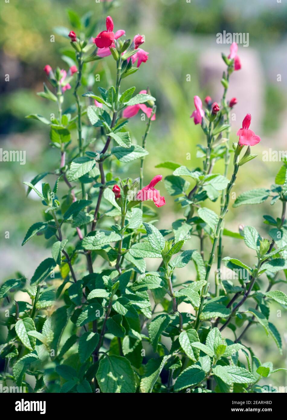 Pfirsichsalbei Salvia greggii Peach Banque D'Images