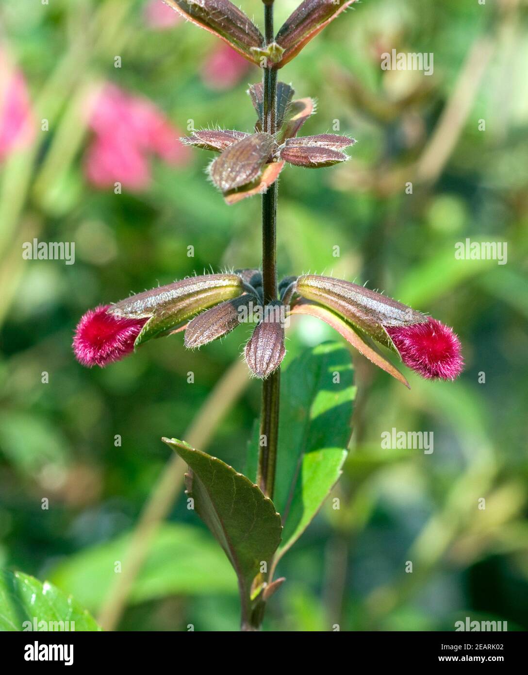 Purpursalbei Salvia buchananii Tomentosa wollig Salbei Banque D'Images