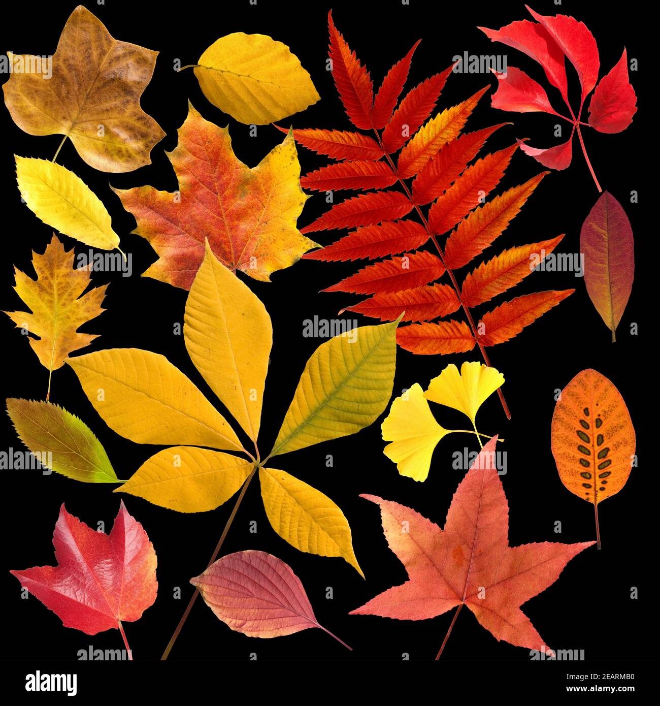 Herbstblaetter ; bunt ; leuchtend ; Blatt ; Blaetter ; Banque D'Images