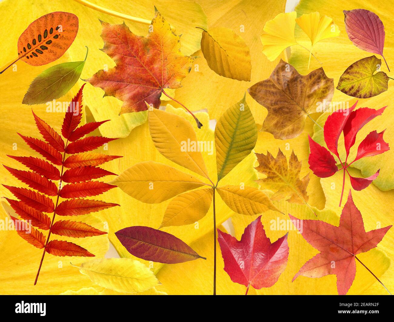 Herbstblaetter ; bunt ; leuchtend ; Blatt ; Blaetter ; Banque D'Images