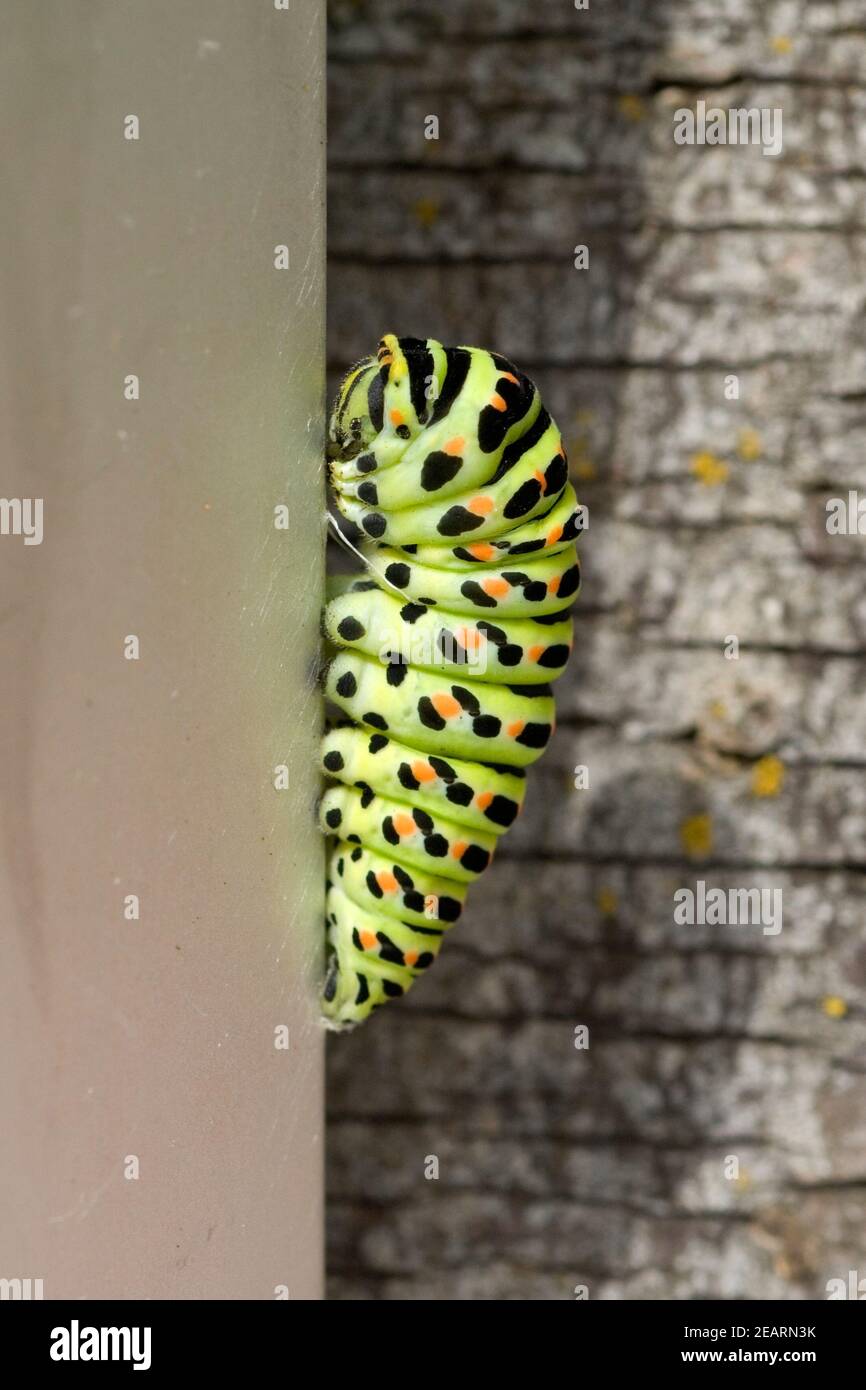 Raupe, métamorphose, Schwalbenschwanz Banque D'Images