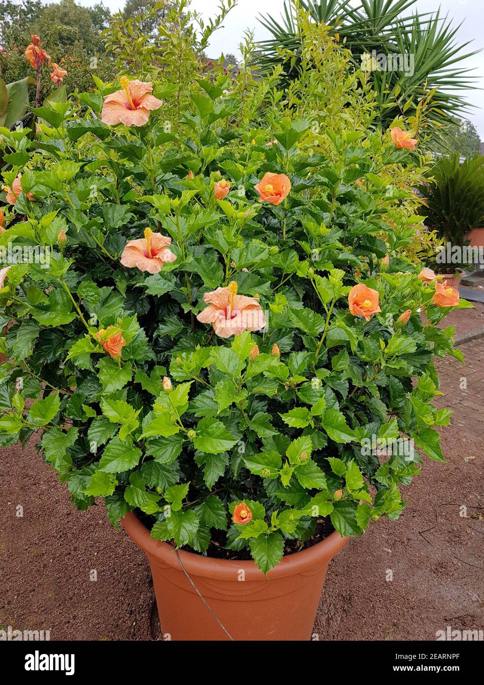 Hibiscus rosa-sinensis, Roseneibisch Banque D'Images