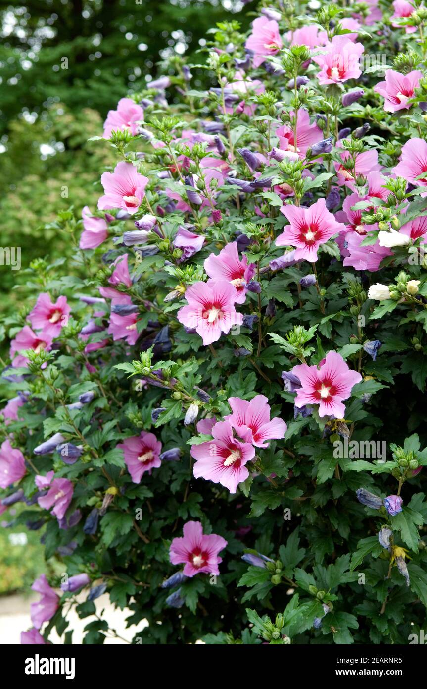 Hibiscus syiacus Roseneibisch Banque D'Images