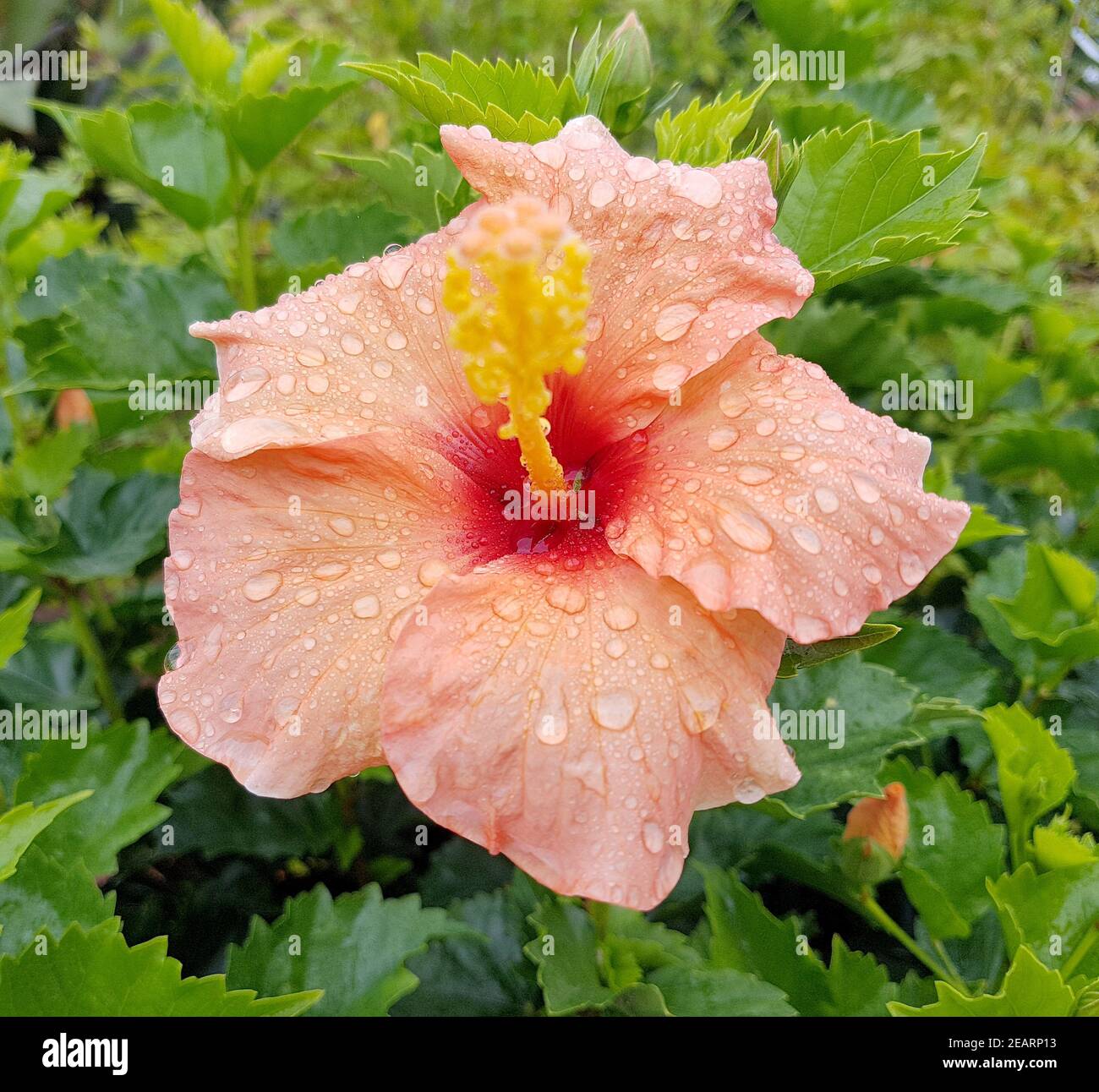 Hibiscus rosa-sinensis, Roseneibisch Banque D'Images