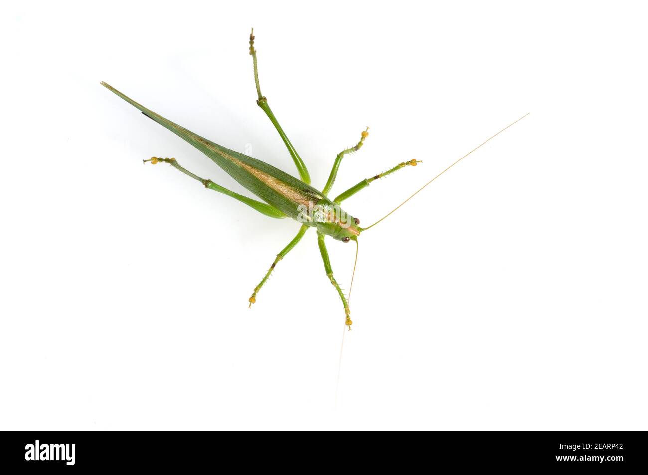 Góra, Góra, Góra Banque D'Images