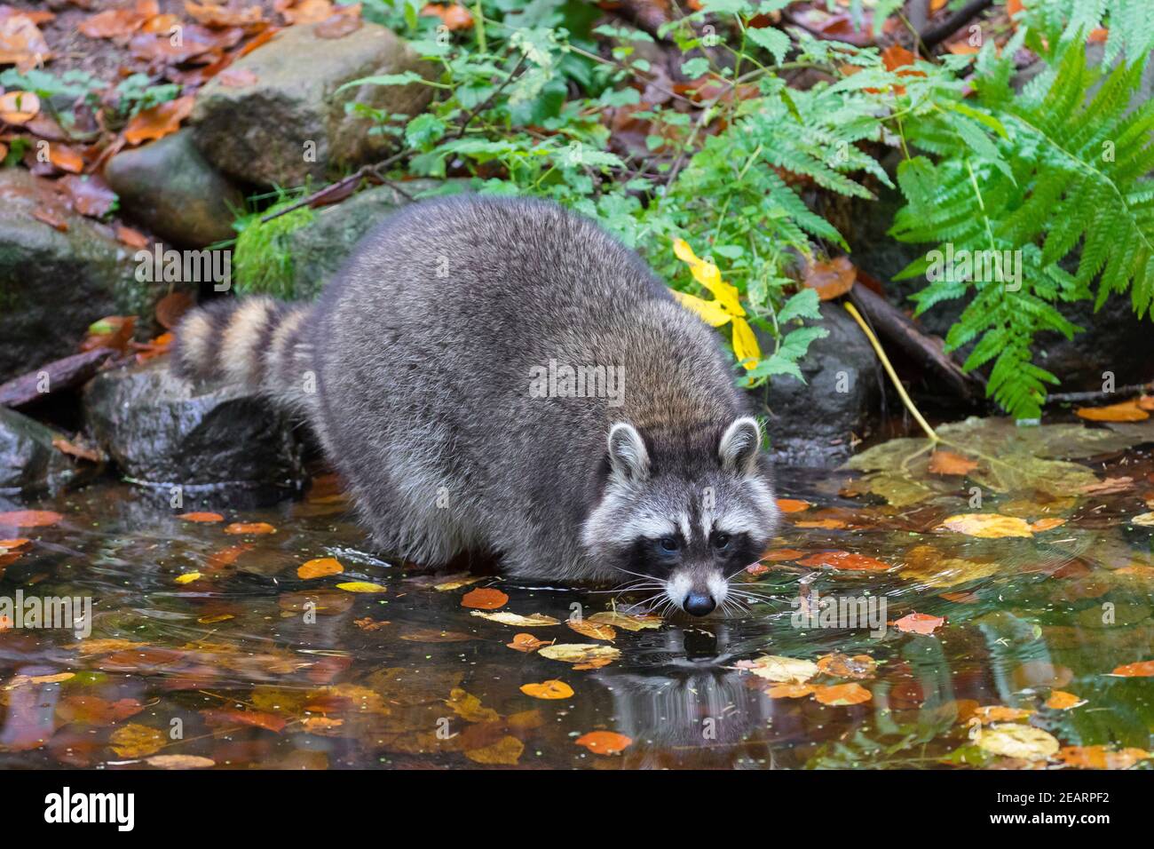 Raton laveur (Procyon lotor), espèce envahissante originaire d'Amérique du Nord, lavant de la nourriture dans l'eau du ruisseau Banque D'Images