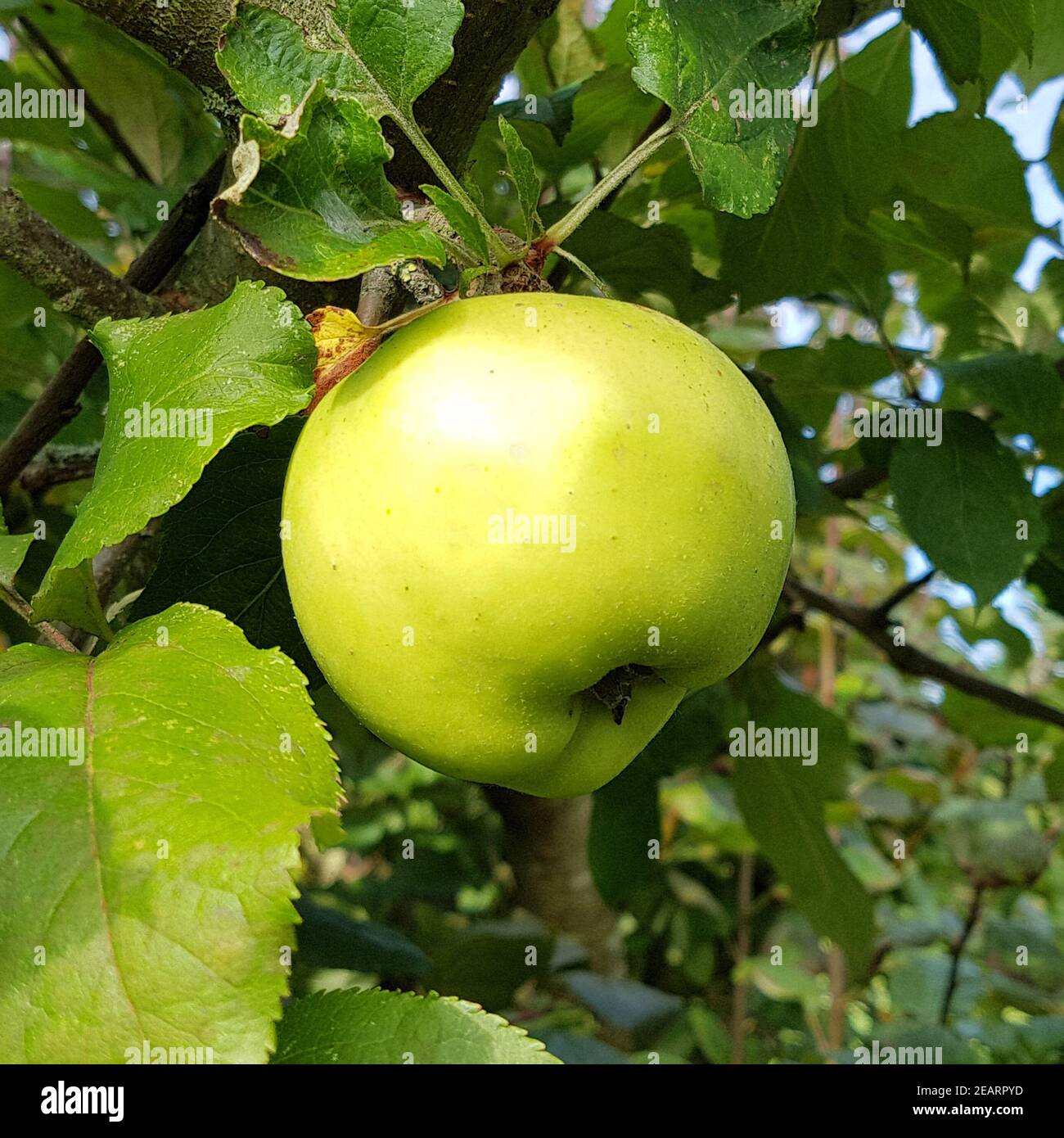 Celler Dickstiehl, Apfel, Malus, domestica, Alte Apfelsorte Banque D'Images