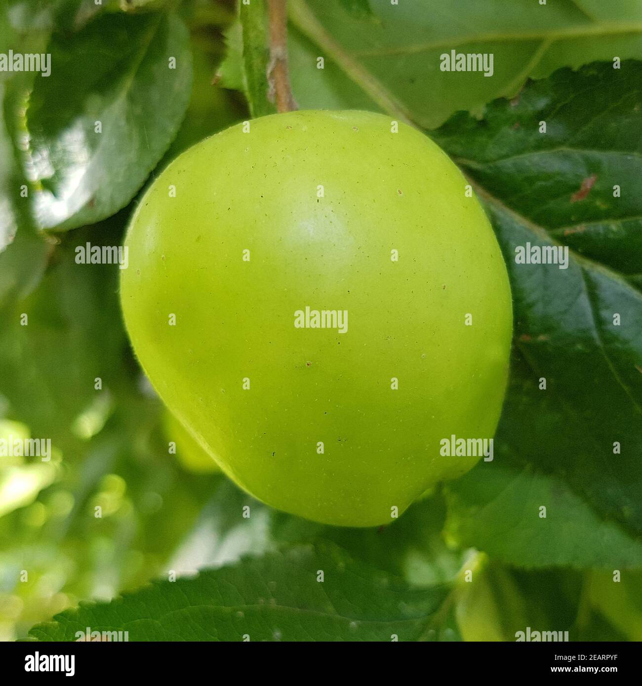 Celler Dickstiehl, Apfel, Malus, domestica, Alte Apfelsorte Banque D'Images