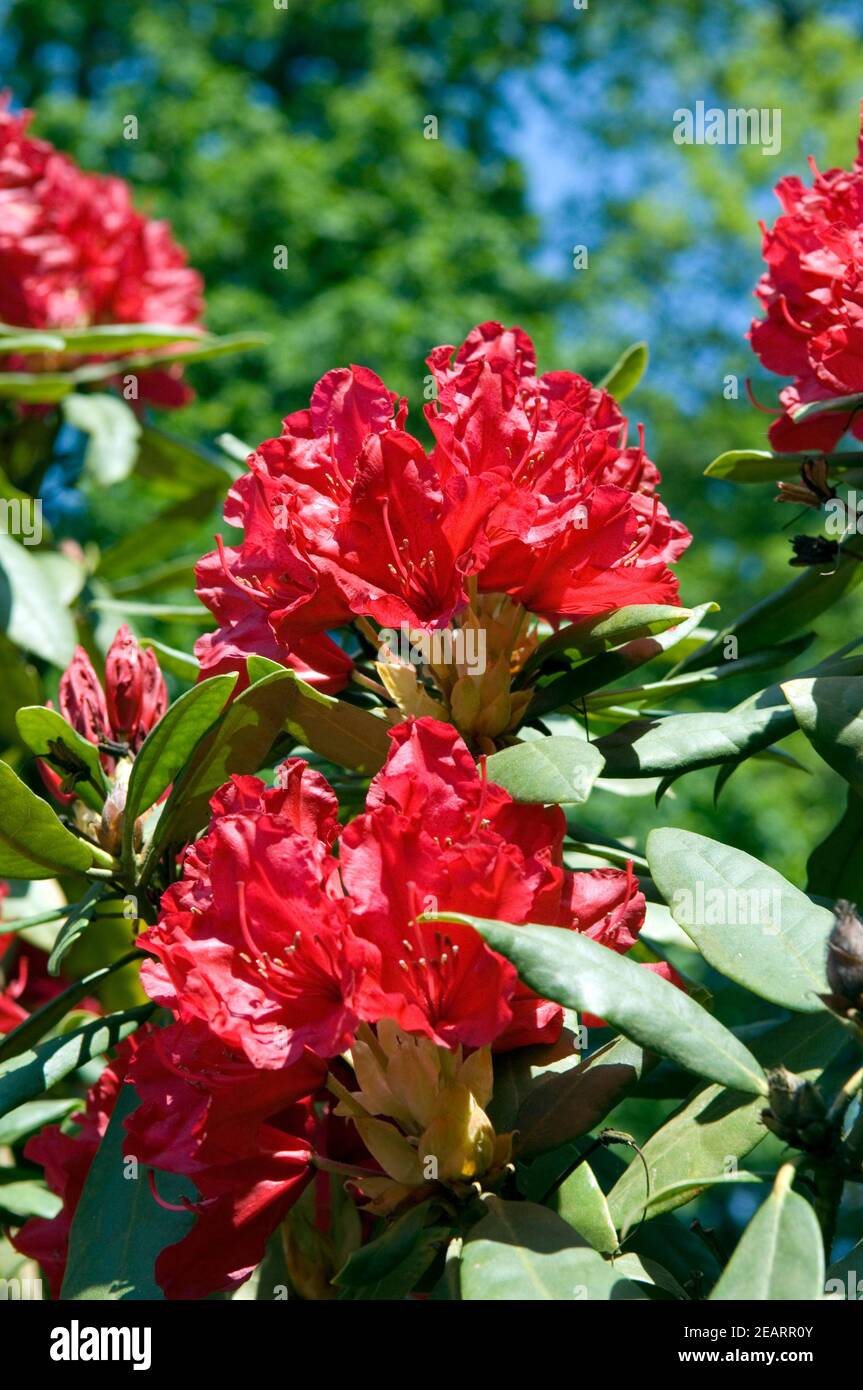 Rhododendron Catharine van Tol Banque D'Images