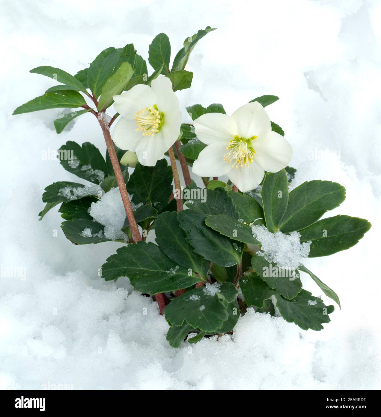 Christrose, Helleborus niger, Schnee Banque D'Images
