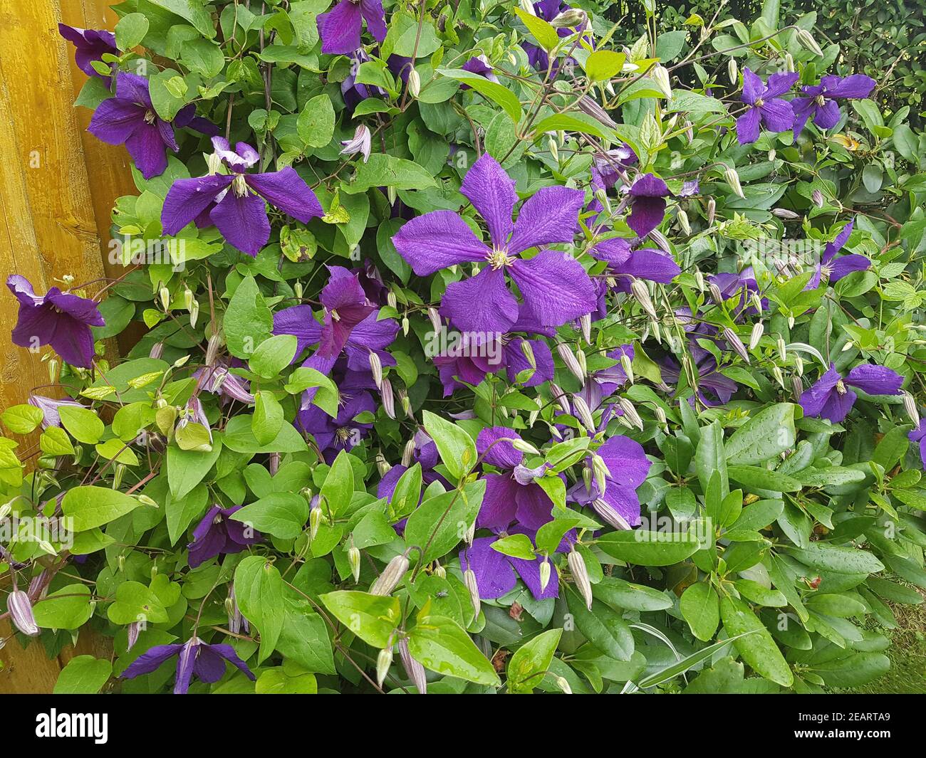 Clematis Jackmanii Clematis-Hybride Banque D'Images