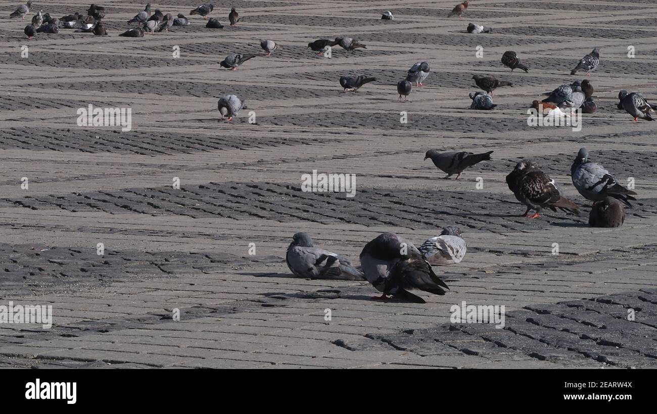 Pigeons colorés reposant sur le sol pavé de la ville. Banque D'Images
