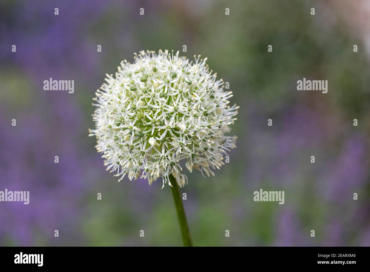 Gros plan d'une seule tête de fleur White Allium plantée dans une bordure de jardin de cottage mixte. May, Angleterre, Royaume-Uni Banque D'Images