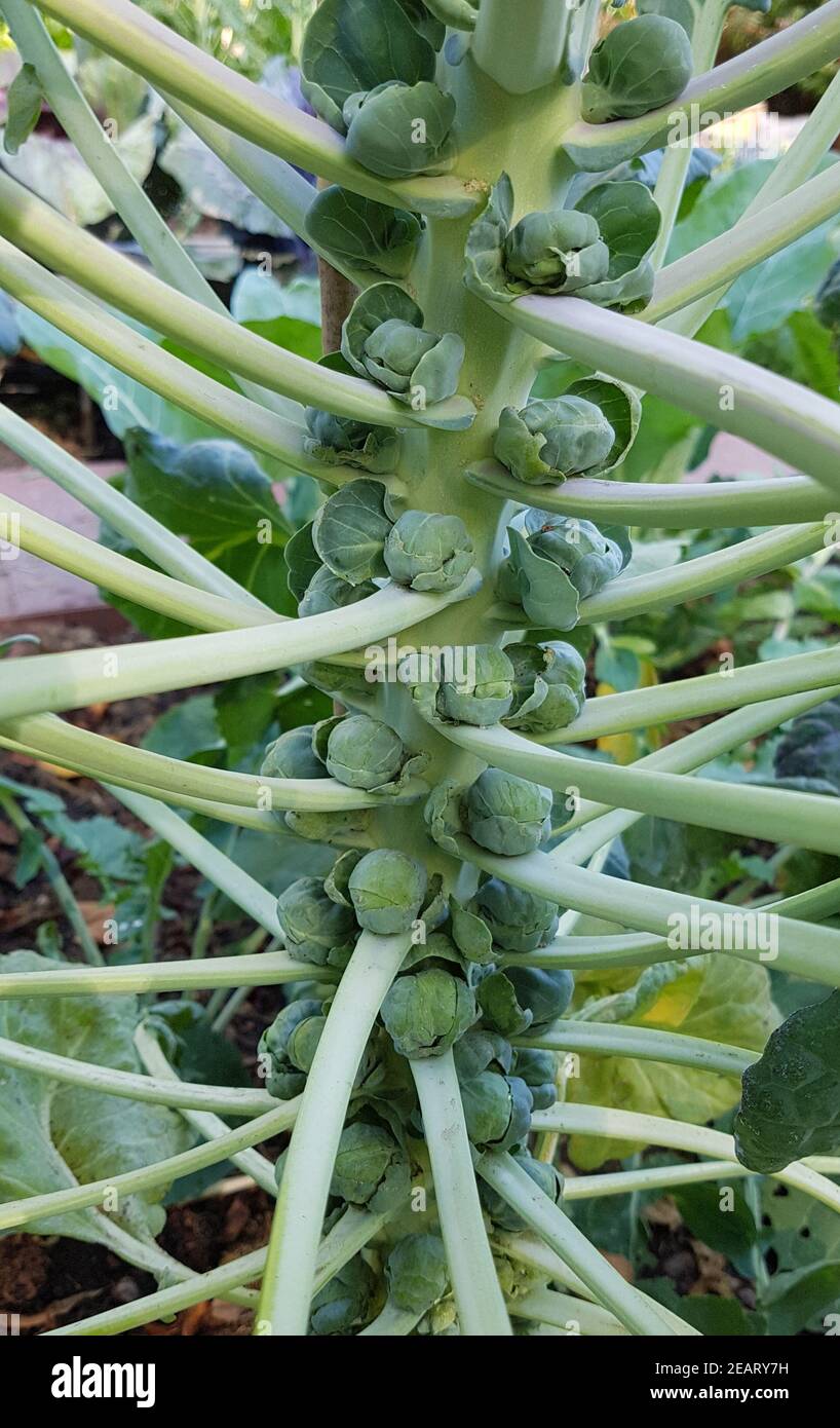 Rosenkohl, Brassica oleracea, var. Gemmifera Banque D'Images