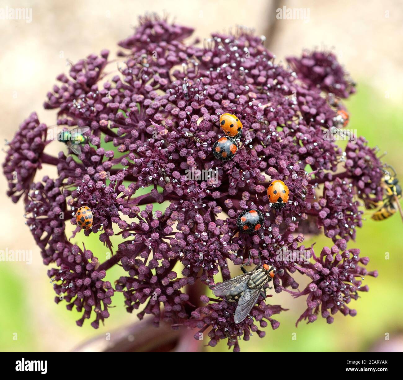 Rote Engelwurz, Angelica gigas Banque D'Images