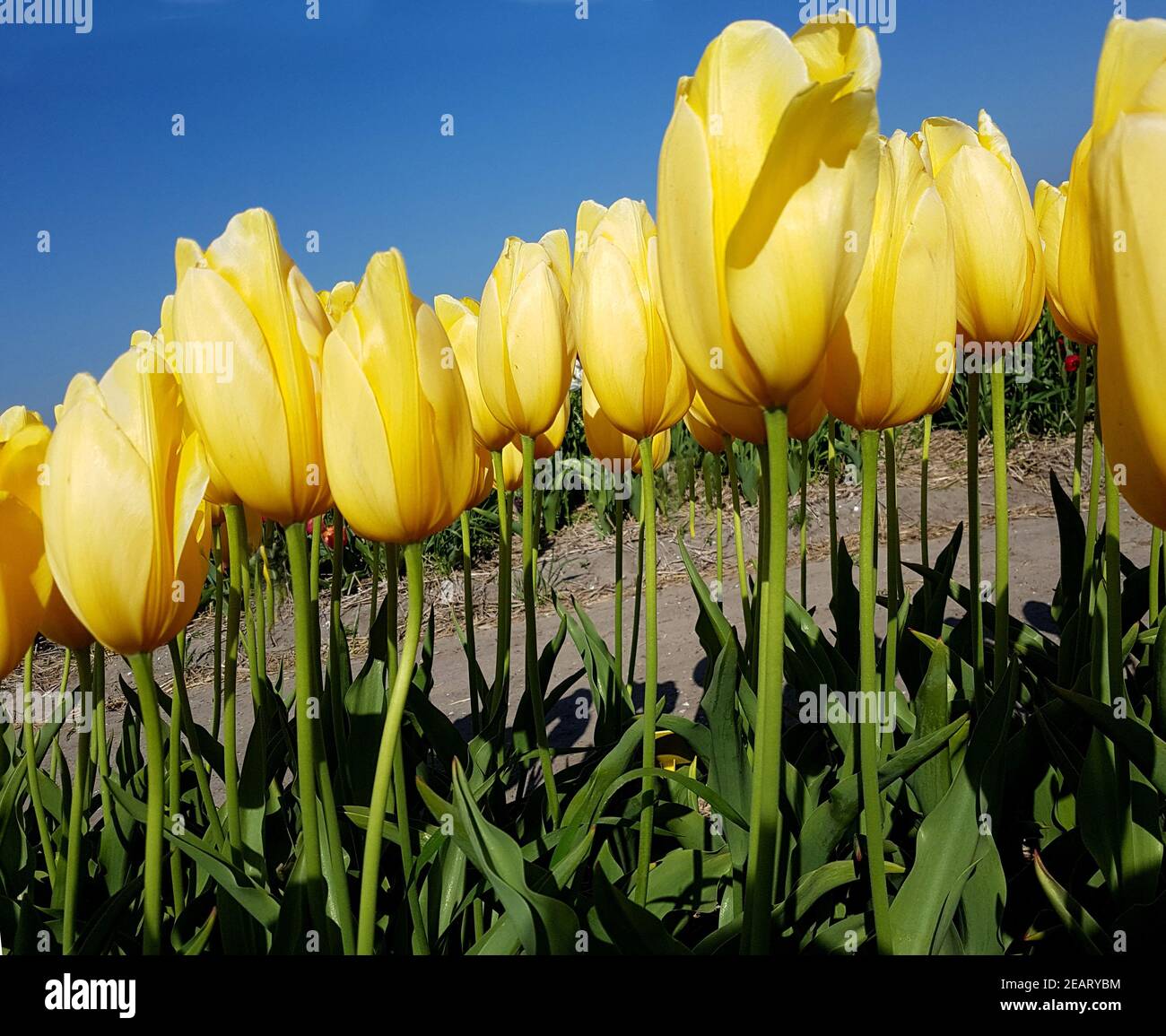 Tulipa, Big Smile, Tulpenbluete Banque D'Images