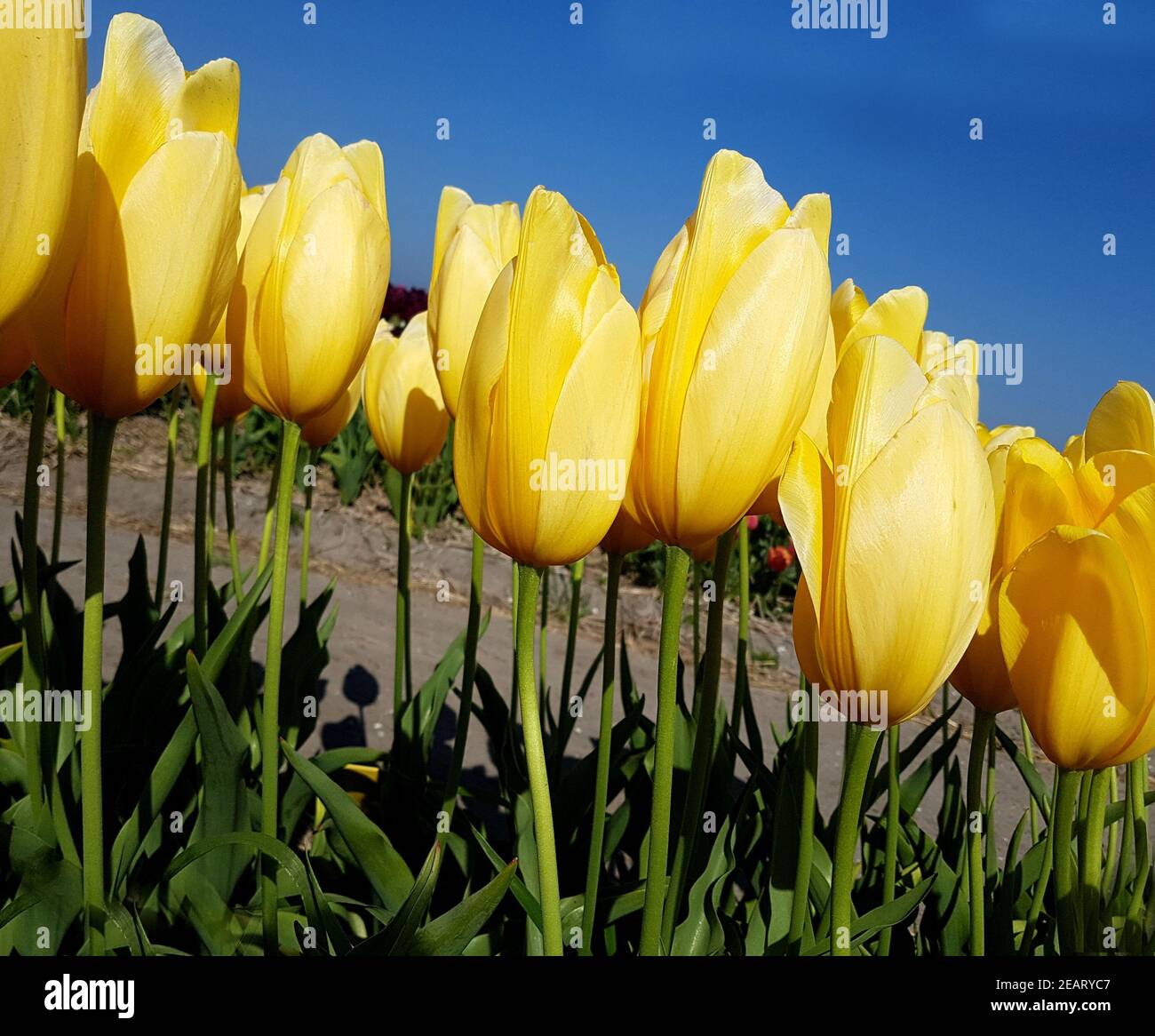 Tulipa, Big Smile, Tulpenbluete Banque D'Images