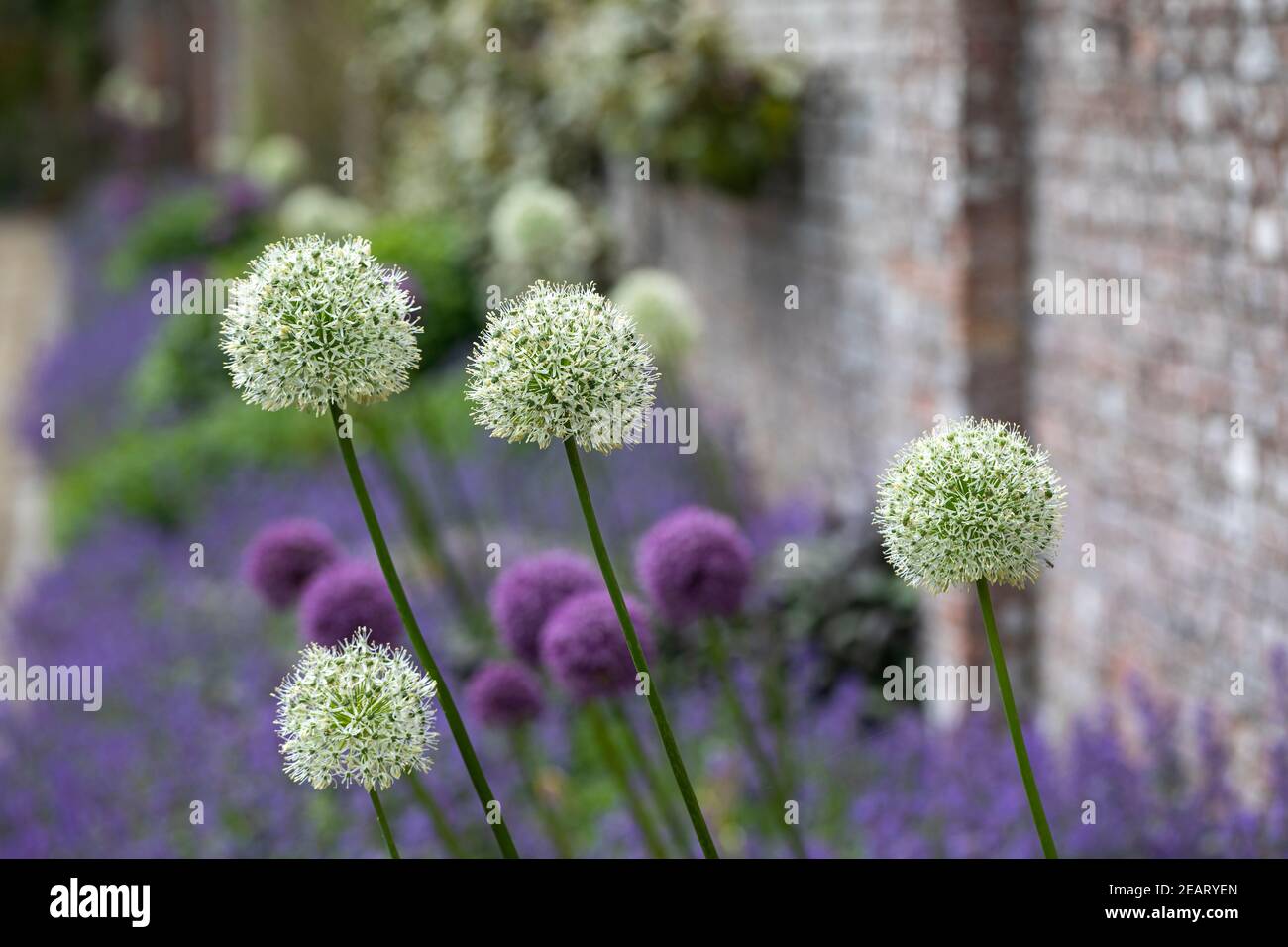 Gros plan des Alliums blancs plantés dans un jardin de cottage mixte avec des alliums violets. May, Angleterre, Royaume-Uni Banque D'Images