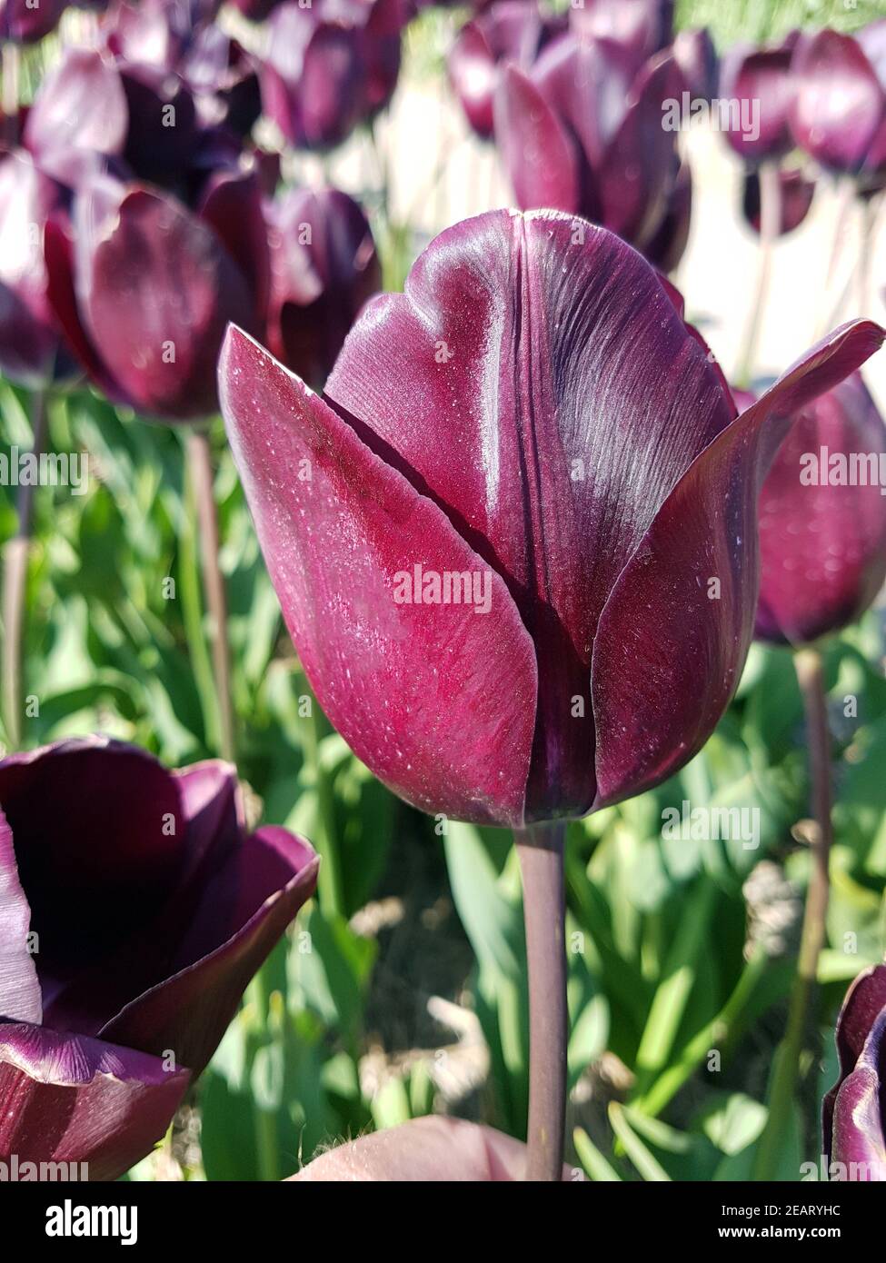 Tulipa, Blackjack, Tulpenbluete Banque D'Images