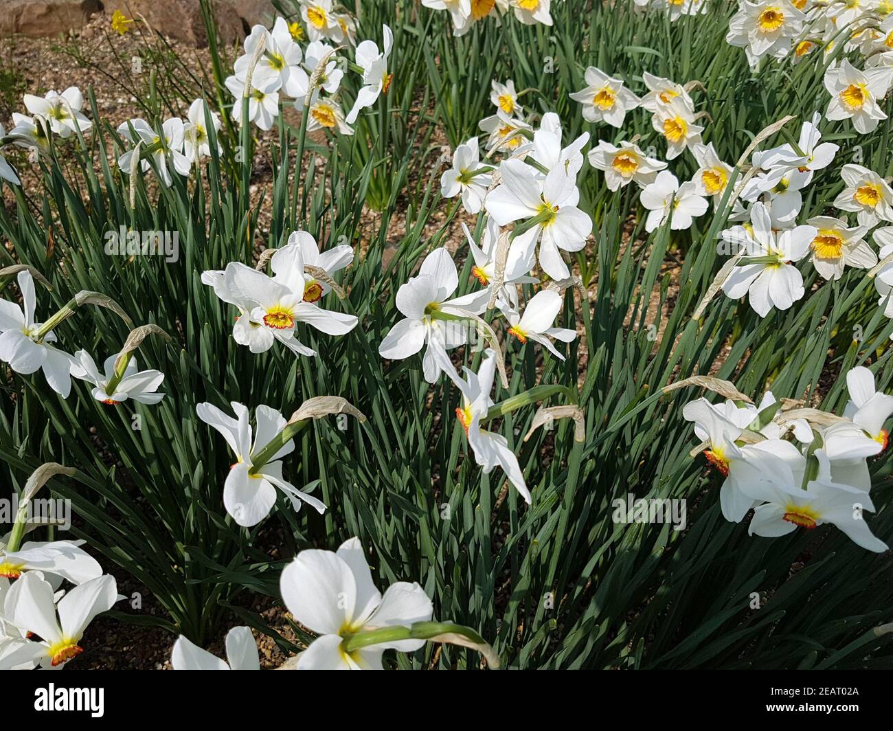 Dichternarzisse Narcissus, Poeticus Banque D'Images