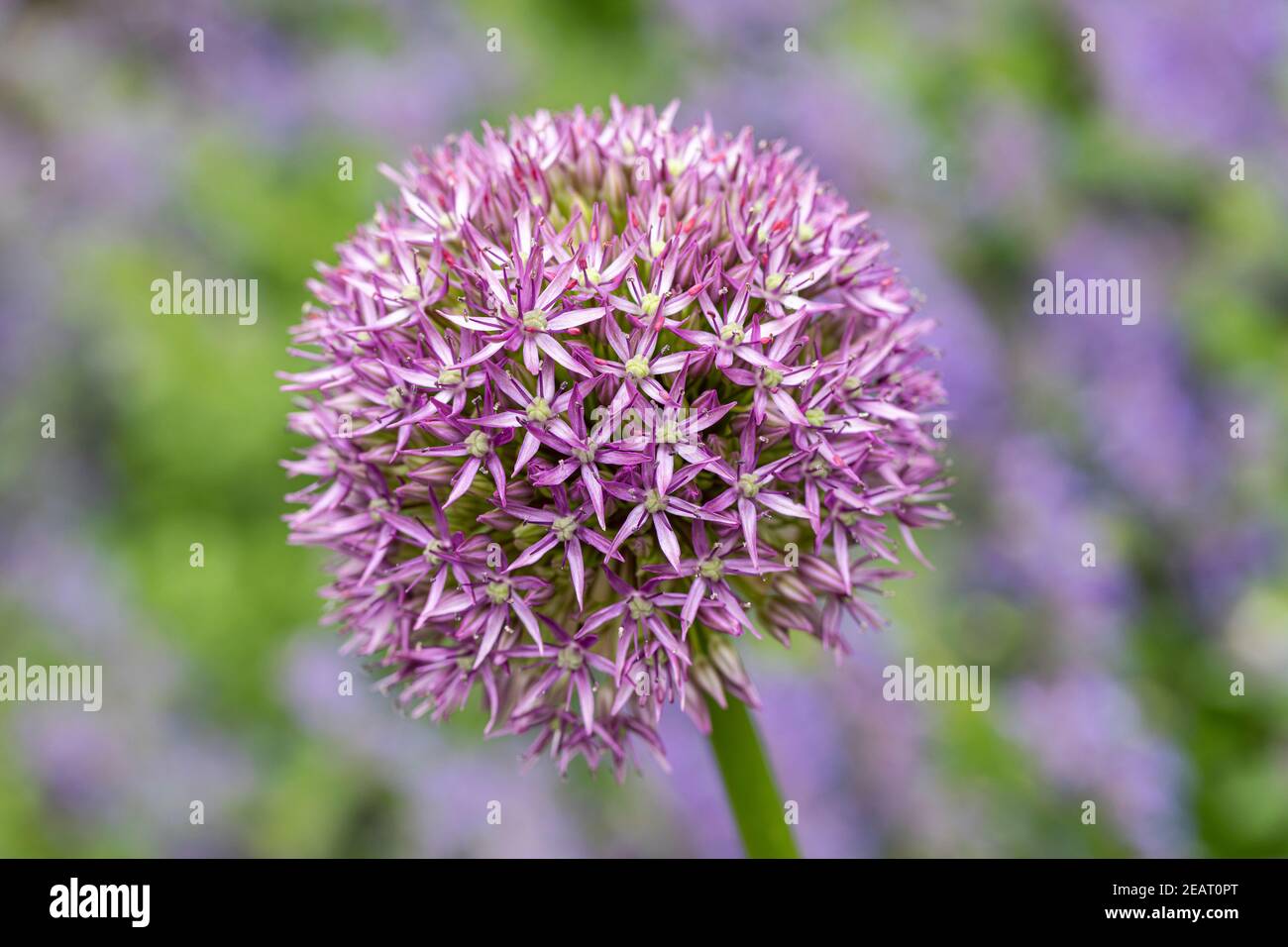 Gros plan d'Allium Hollandicum / Violet sensation floraison en mai dans un jardin en Angleterre, Royaume-Uni Banque D'Images