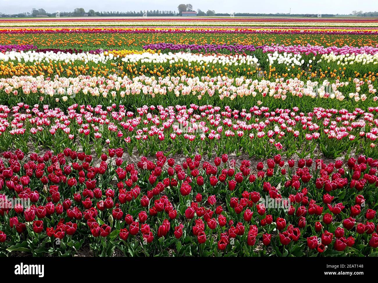 Tulpenfelder, Julianadorp, Nordholland Banque D'Images