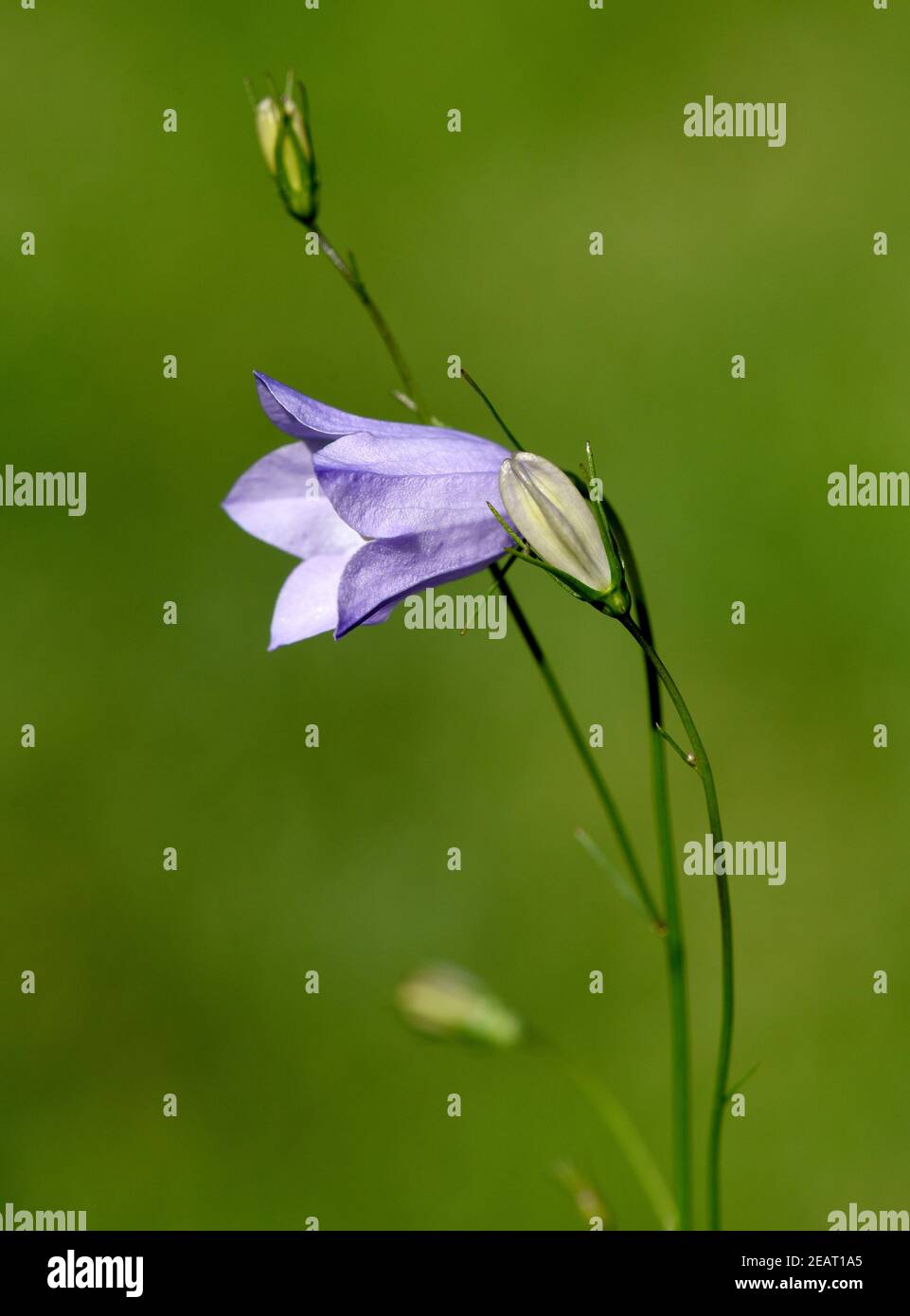 Rundblaettrige Glockenblume Campanula rotundifolia Banque D'Images