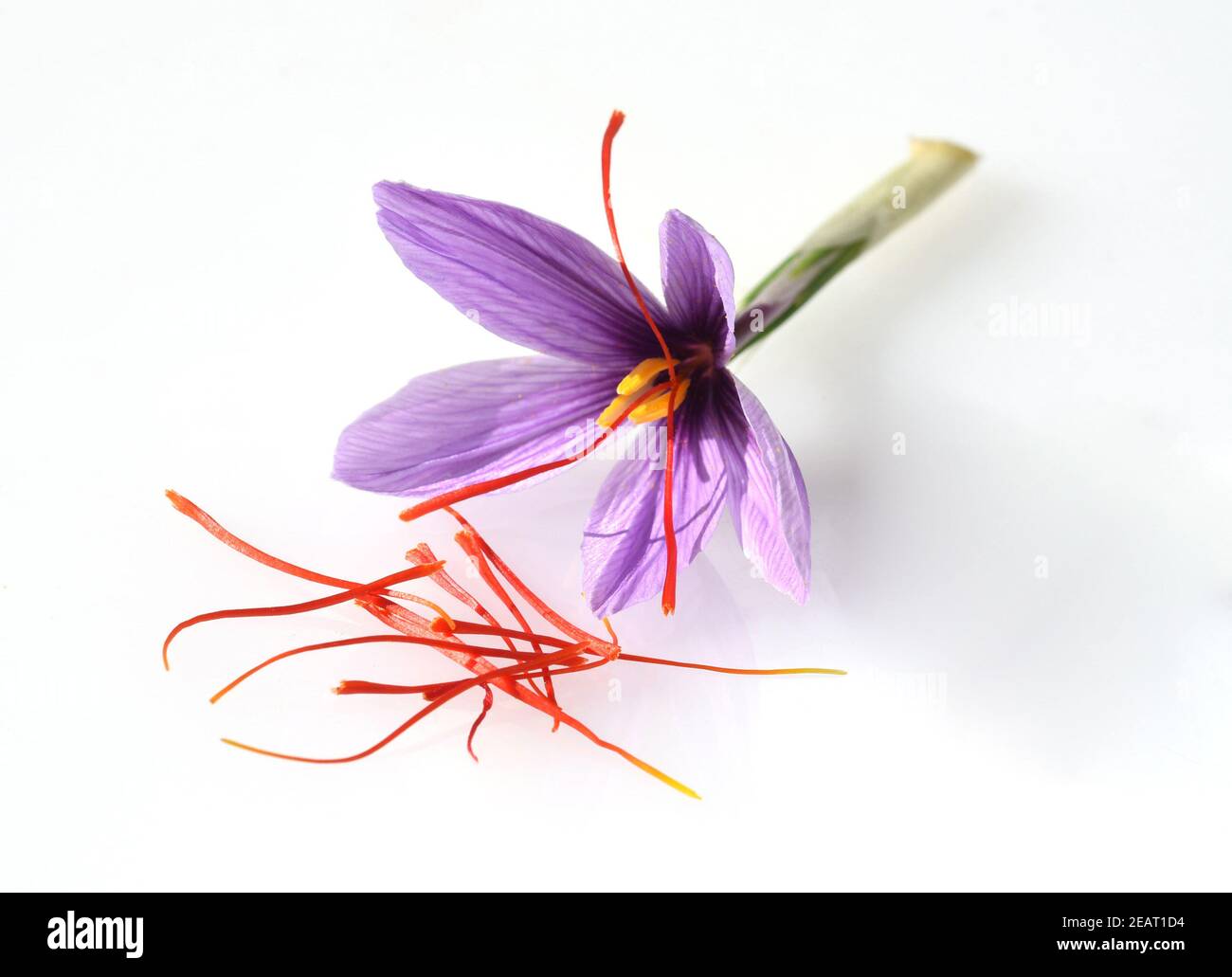 Safran, Crocus sativus, Heilpflanze Banque D'Images
