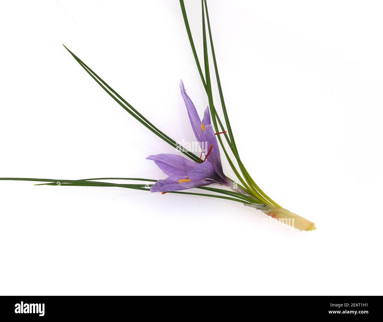 Safran, Crocus sativus, Heilpflanze Banque D'Images