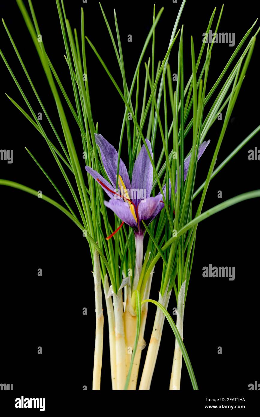 Safran, Crocus sativus, Heilpflanze Banque D'Images