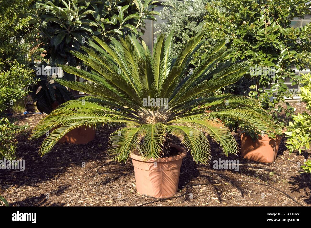 Sagopalmfarn Cycas Revoluta Banque D'Images